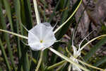 Henry's spiderlilly